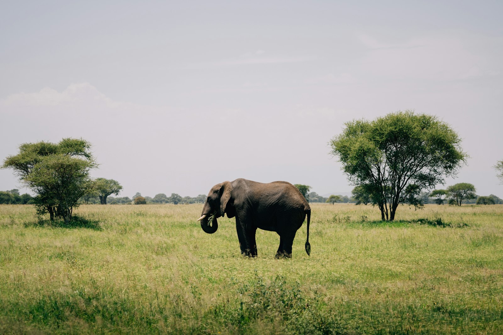 Elephant in an African grassland