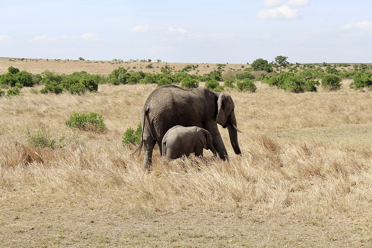 Elephant and calf in the Maasai Mara, Kenya