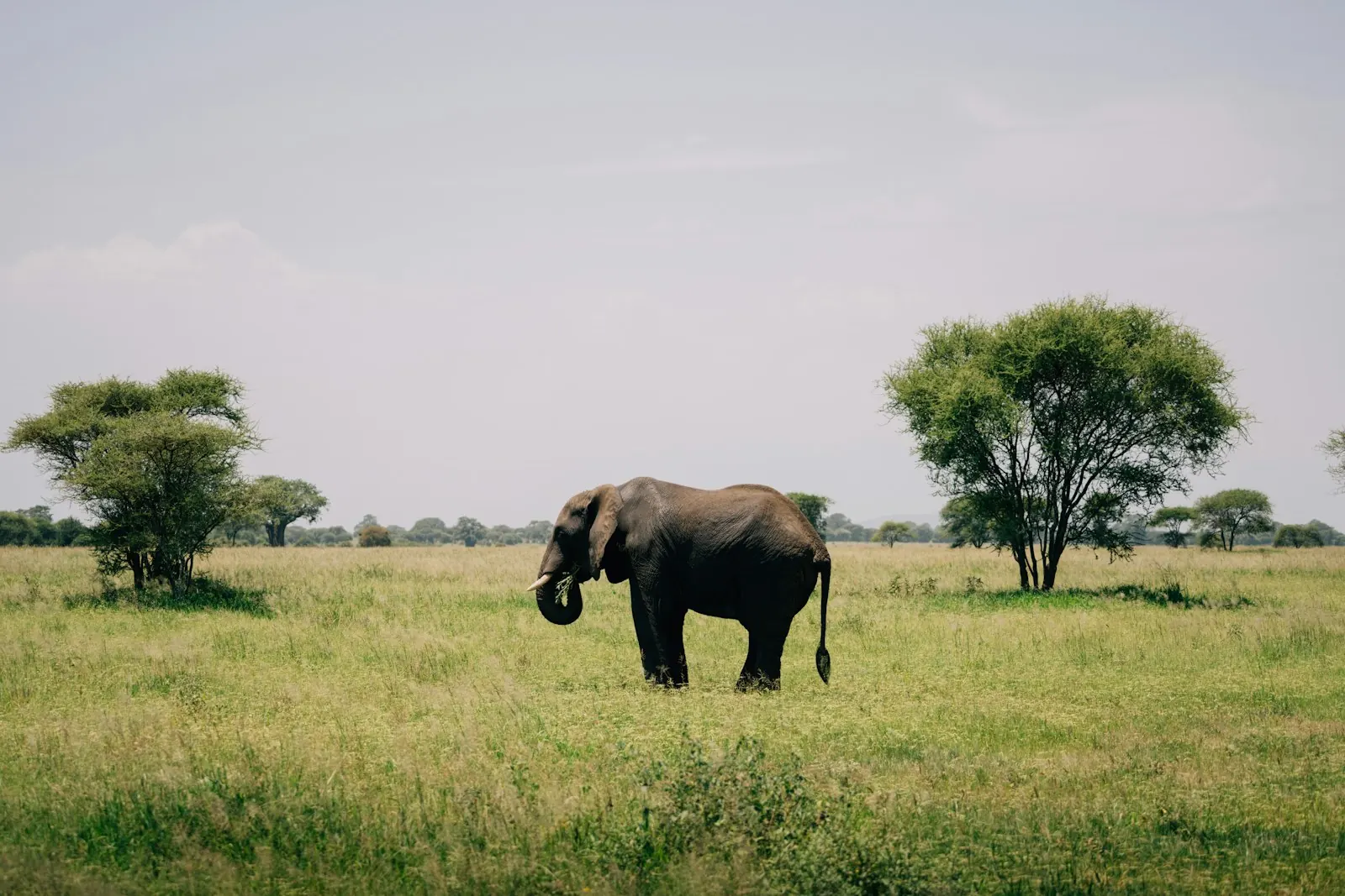Elephant in an African grassland