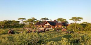 Read more about the article Por qué los lodges privados de safari son la mejor manera de experimentar la vida silvestre africana