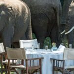 elephants beside tables and chairs at daytime