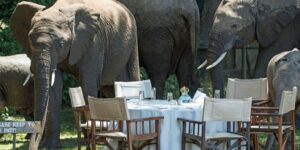 Read more about the article Gourmet Meets the Wild: Safaris for Food-Focused Luxury Travelers