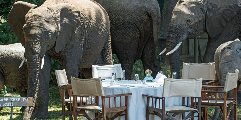 You are currently viewing Gourmet Meets the Wild: Safaris for Food-Focused Luxury Travelers