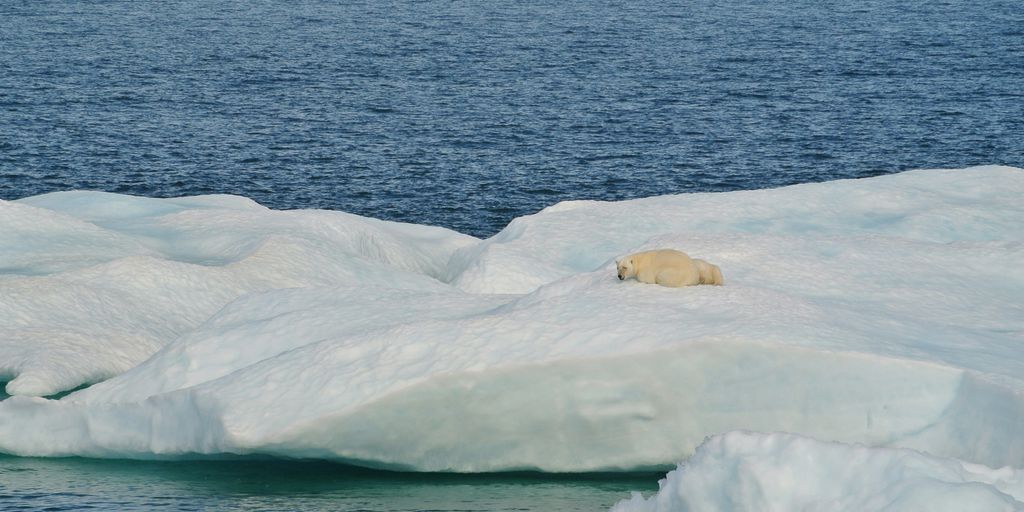Read more about the article Private Polar Bear Lodges: Fly-In Access and Photographer-Only Weeks
