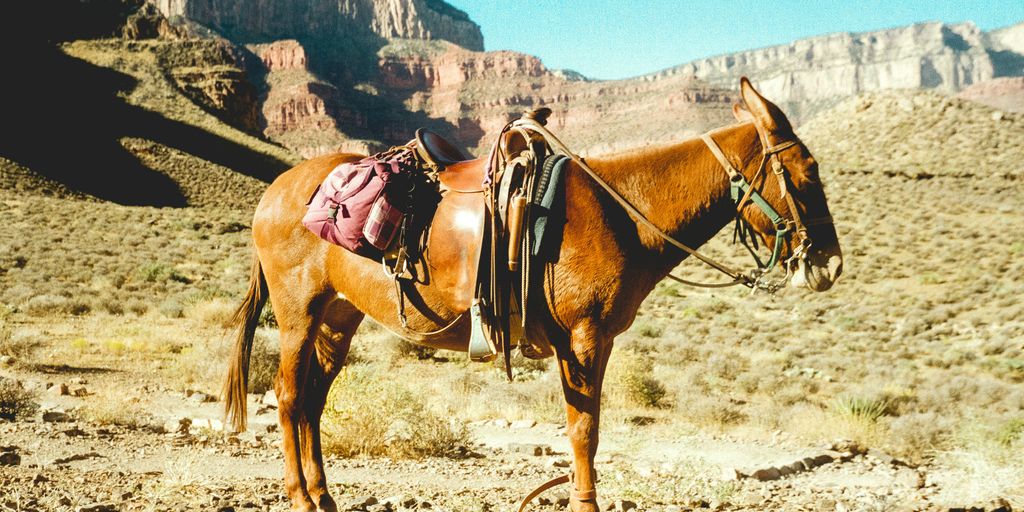 Read more about the article Private Ranch Estates in the American West: Horses
