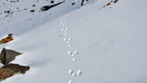Read more about the article Snow Leopard Tracking in Comfort: Private Camps and Expert Guides