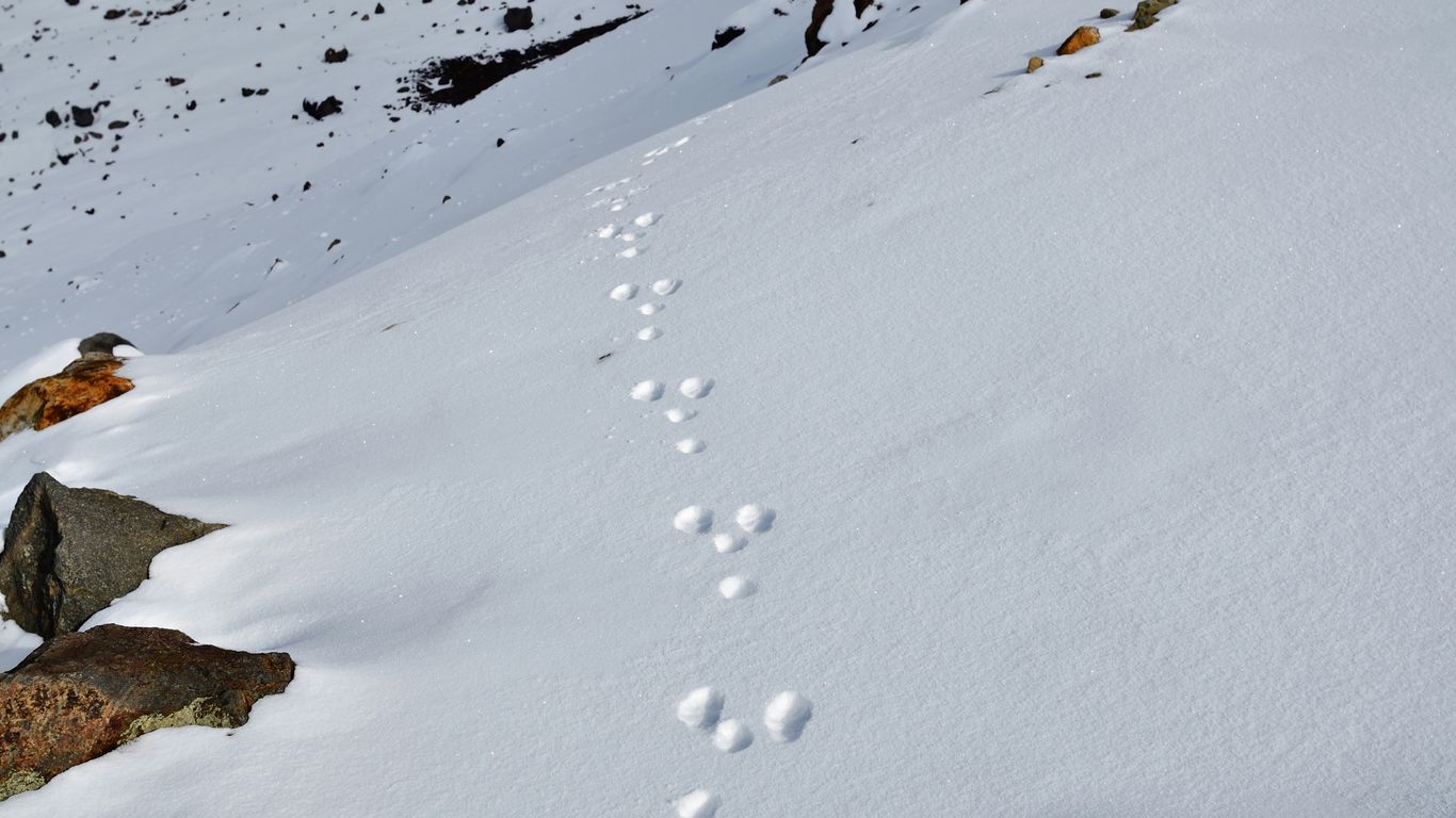 Read more about the article Snow Leopard Tracking in Comfort: Private Camps and Expert Guides