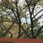 a window with a tree outside
