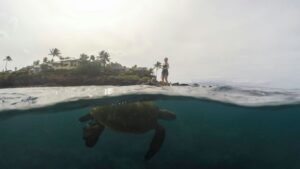 Read more about the article Maui Oceanfront Villas with Sea Turtles and Chef Luau