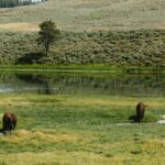 A herd of bison standing on top of a lush green field