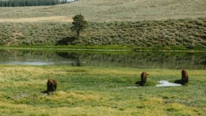 Read more about the article Yellowstone Ranch Buyout with Wolf Guides and Hot Springs