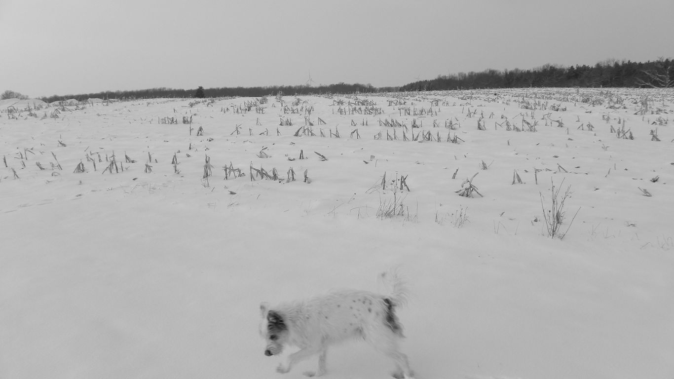 Read more about the article Quebec Private Auberges with Huskies and Chef Cabane