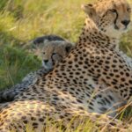 Mother cheetah rests with her cub in tall grass.