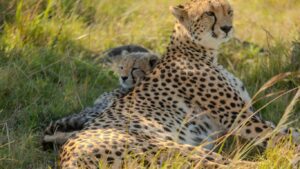 Read more about the article Kenya Conservancy Lodges with Private Vehicles and Guides
