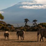 A herd of cattle walking across a dry grass field