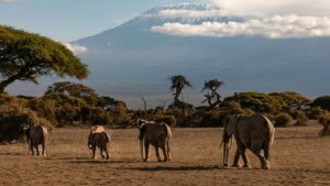 Read more about the article Amboseli Villa Buyouts with Elephants and Mount Views