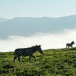 Two zebras are standing on a grassy hill