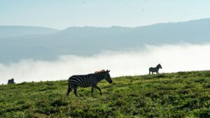 Read more about the article Ngorongoro Crater Villas with Ranger-Led Walks and Chef