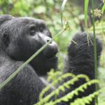 a couple of monkeys eating leaves