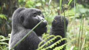Read more about the article Rwanda Gorilla Lodges with Bespoke Permits and Porters