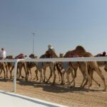 a group of people riding on the backs of camels