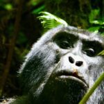 a close up of a gorilla in a forest
