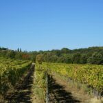 a field of vines with a castle in the background