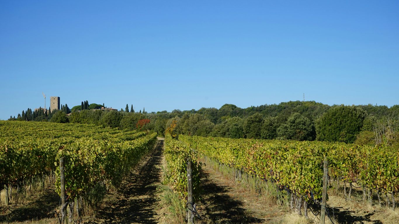 Read more about the article Provence vs Tuscany for Vineyard Access and Truffle Hunts