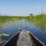 a pond with lily pads and lily pads