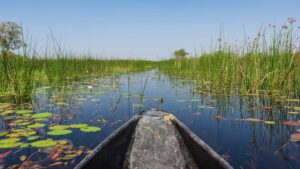 Read more about the article Botswana Delta Camps with Mokoro Access and Plunge Pools