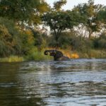 elephant of body of water near forest