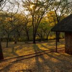 a path with trees on the side