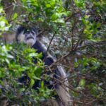 A black and white animal hiding in a tree