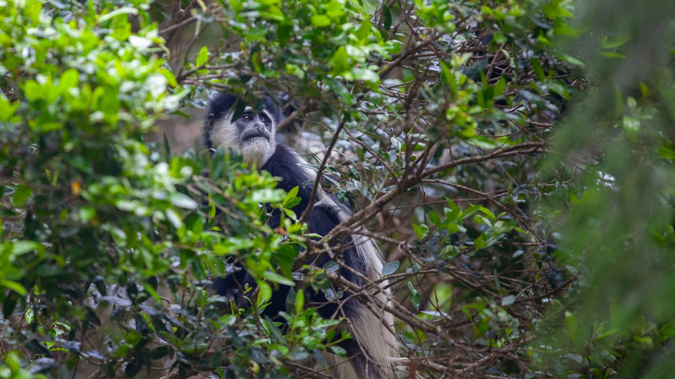 Read more about the article Madagascar Lemur Lodges with Forest Permits and Spa