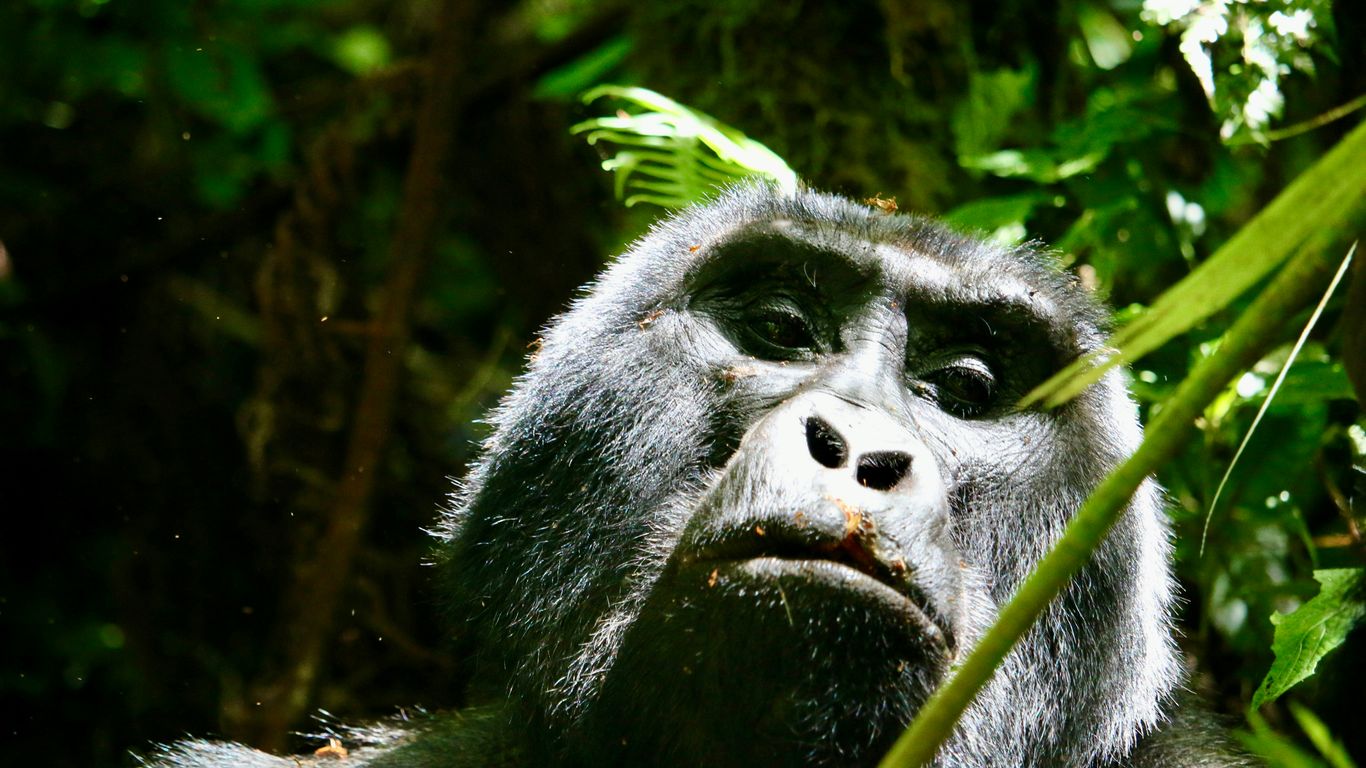 You are currently viewing Uganda Gorilla Lodges with Private Trackers and Spa