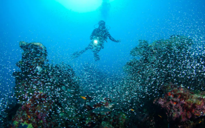 Park-Hyatt-Maldives-Hadahaa-P076-Scuba-Diving.16x9